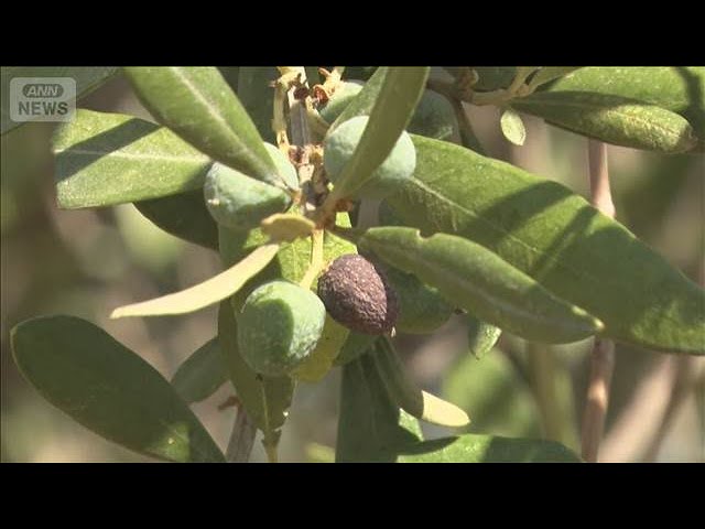 【スペインで40℃超続く】農業に影響　特産のオリーブ生産者に危機感